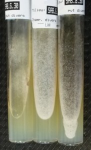 Figure1_Rhizopus_oryzae