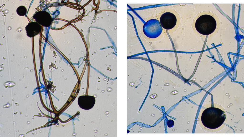 Figure2_Rhizopus