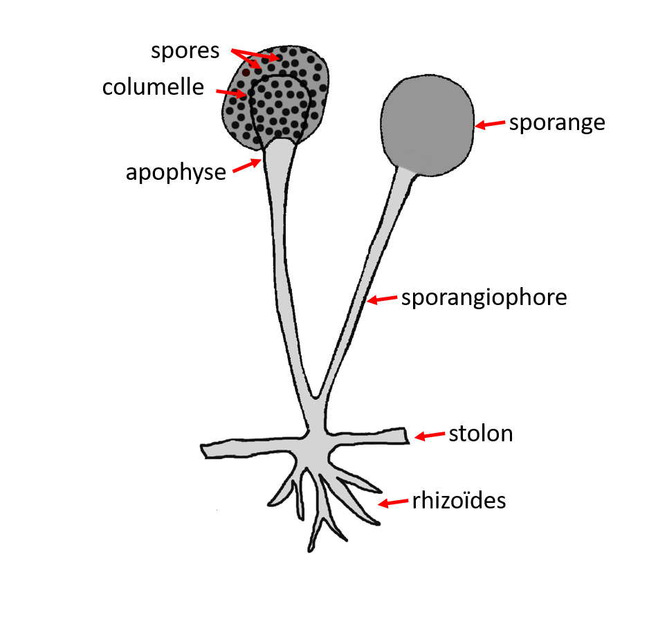 Figure3_Vocab_Mucorales