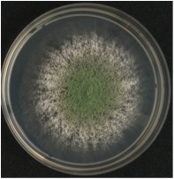 Figure 1 (macroscopie de Trichoderma longibrachiatum)